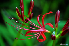 ・ヒガンバナ・