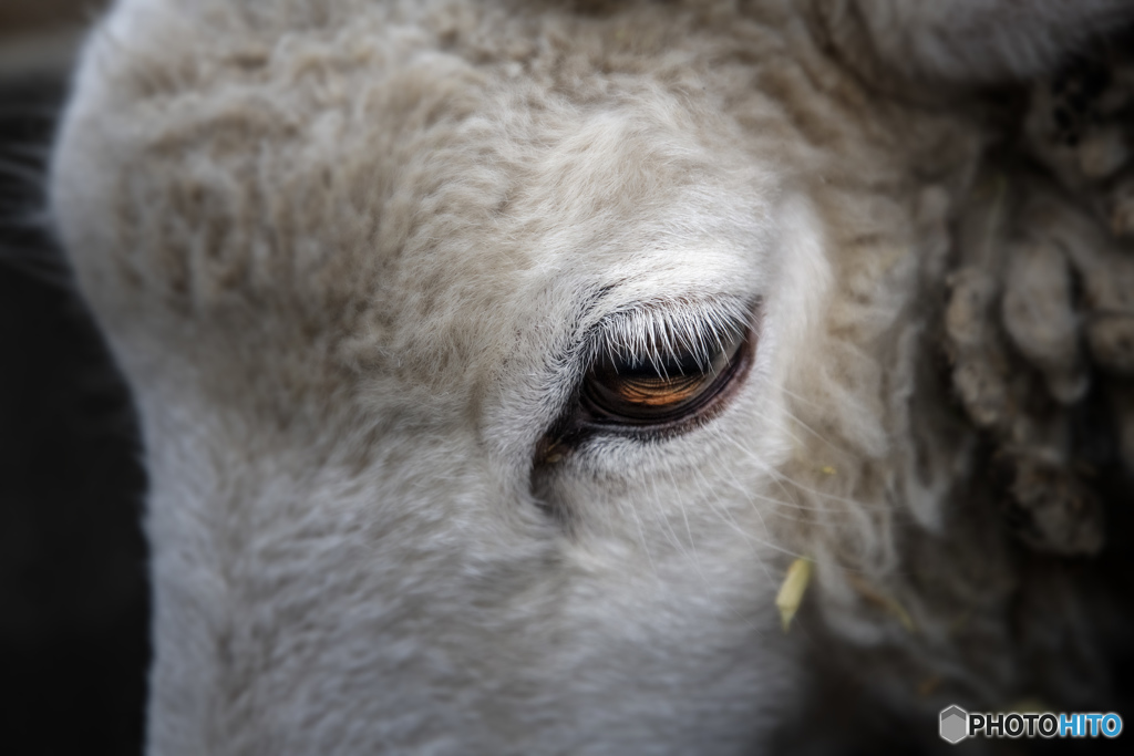 eye.