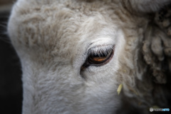 eye.