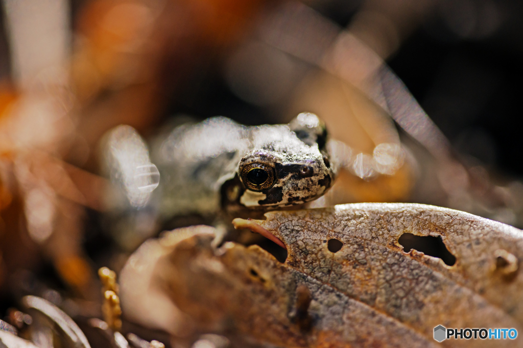 カエルと枯れ葉