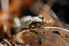 カエルと枯れ葉