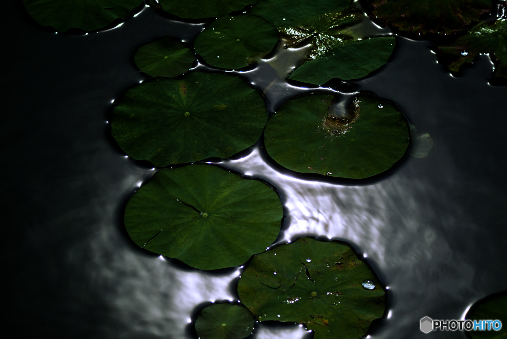 ハス池