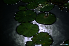 ハス池