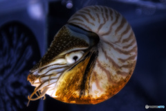 オウムガイ