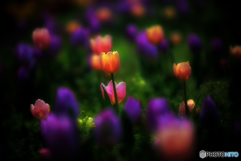 dream tulip