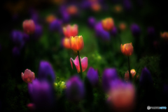 dream tulip
