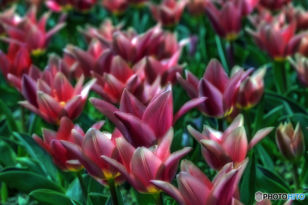 "tulip"