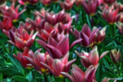 "tulip"