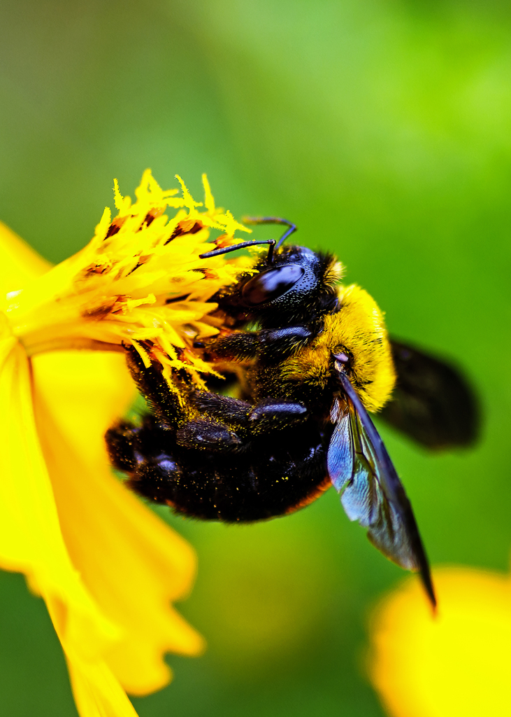 carpenter bee