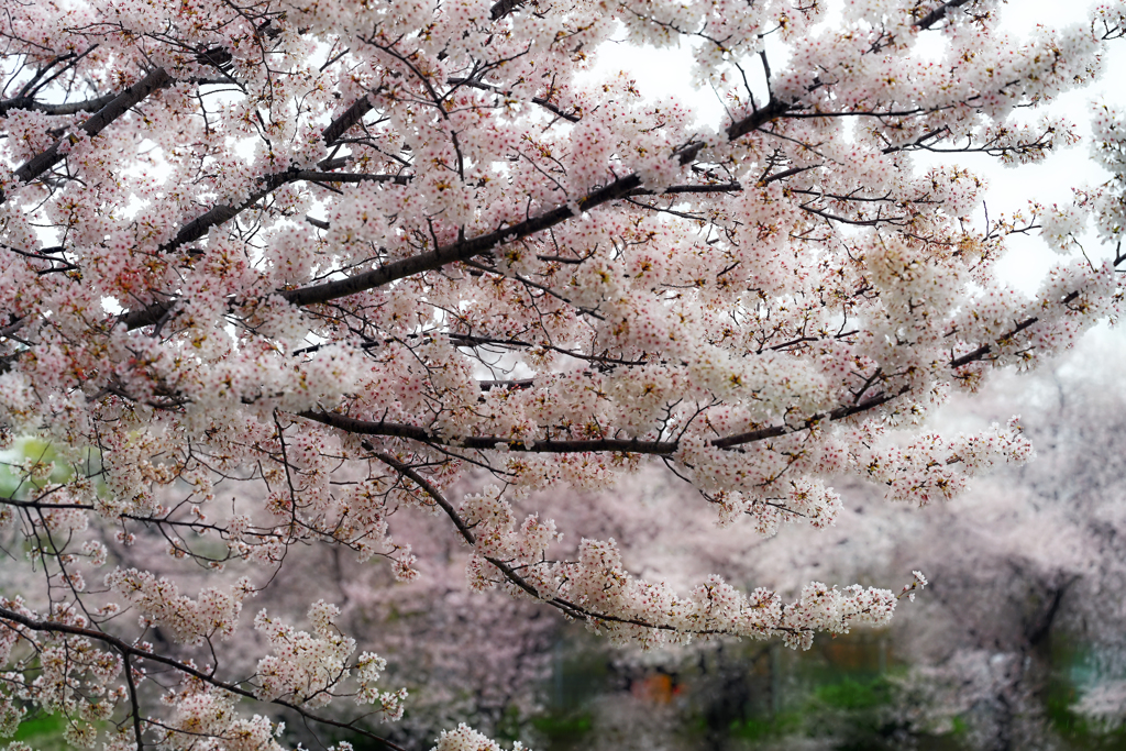 満開　雨..
