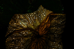 枯れたハスの葉