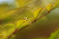 雨粒₁