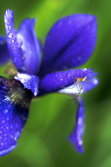 ～菖蒲～