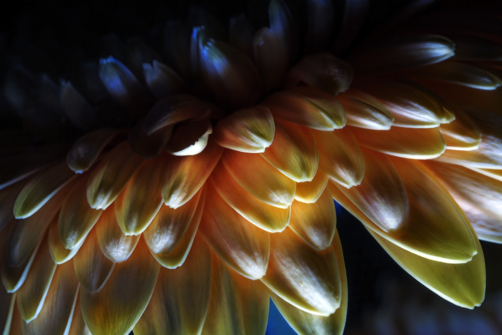 "petals"