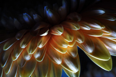 "petals"
