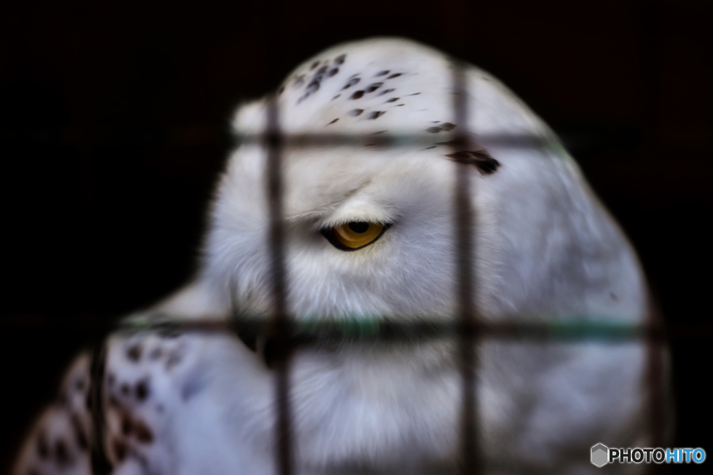 シロフクロウ