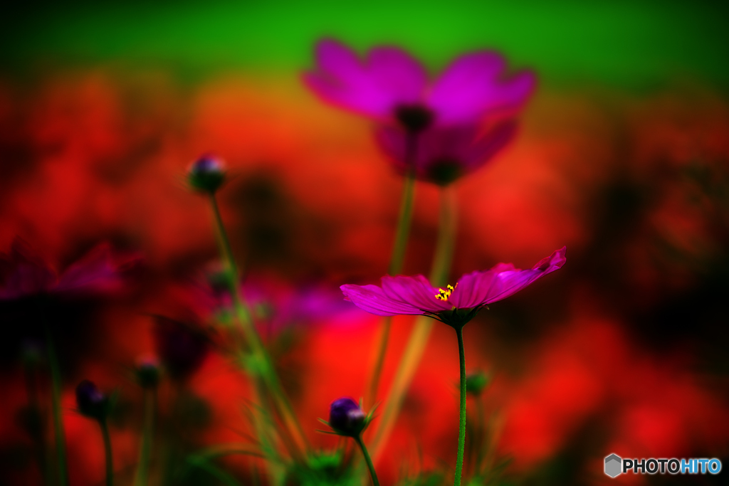 コスモスVSケイトウ