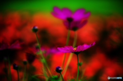 コスモスVSケイトウ