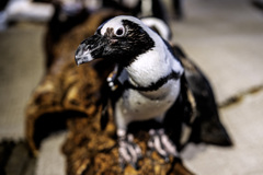ペンギン