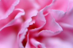 花びら