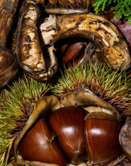 松茸（中国産）