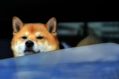 隣にワンちゃん