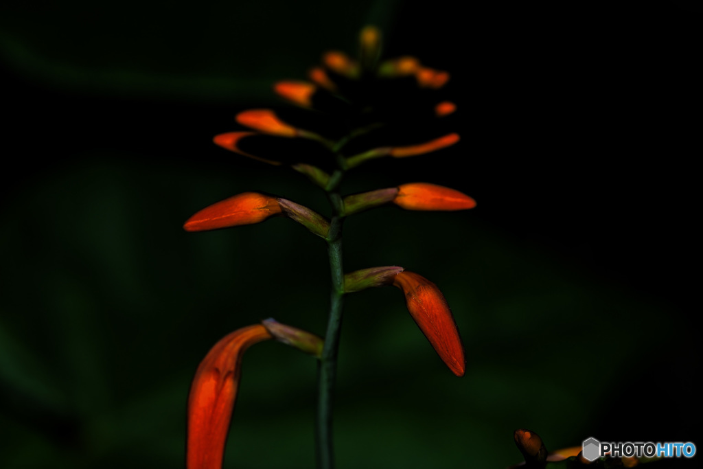 ・