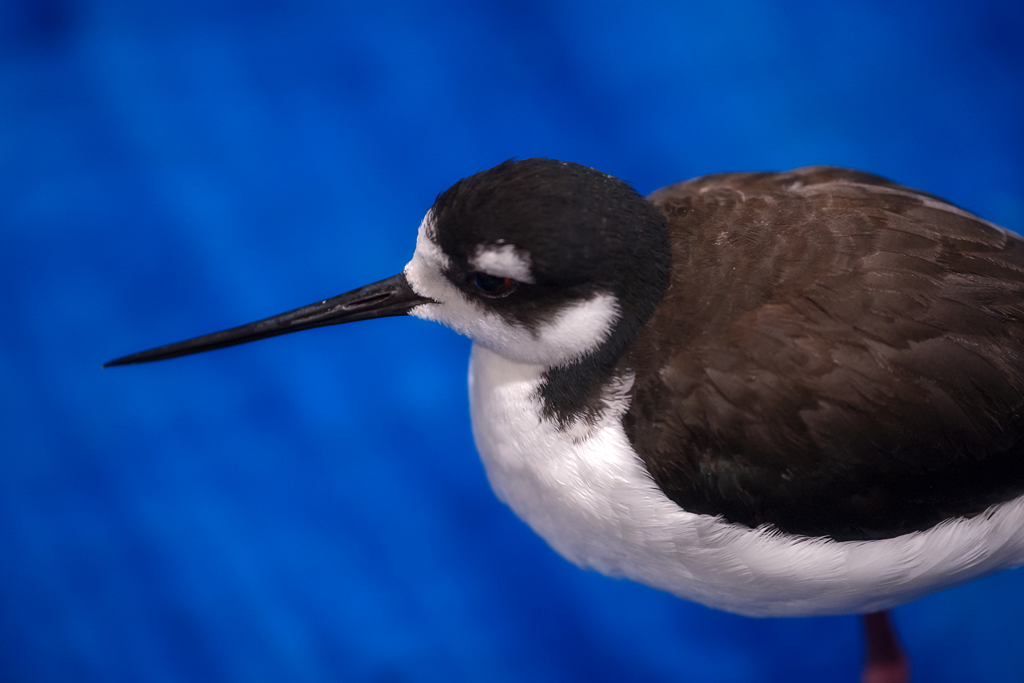 クロエリセイタカシギ