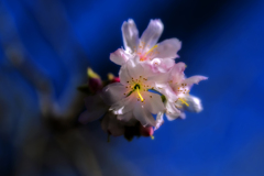 ”冬桜”