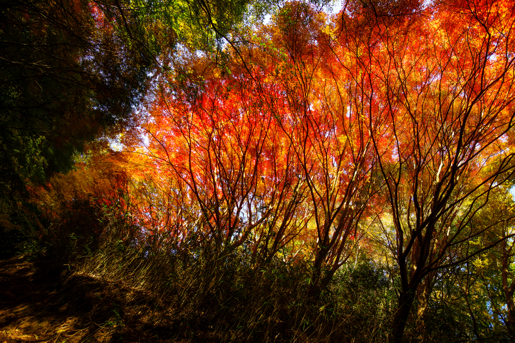 燃える紅葉