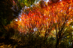 燃える紅葉