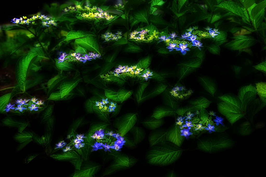 ”額紫陽花”