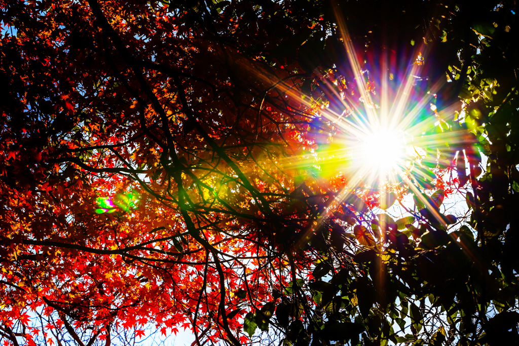 autumn sun rays