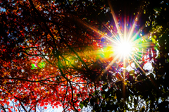autumn sun rays
