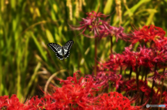 アゲハ・ヒガンバナ