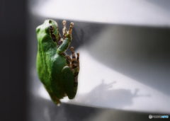 spider..