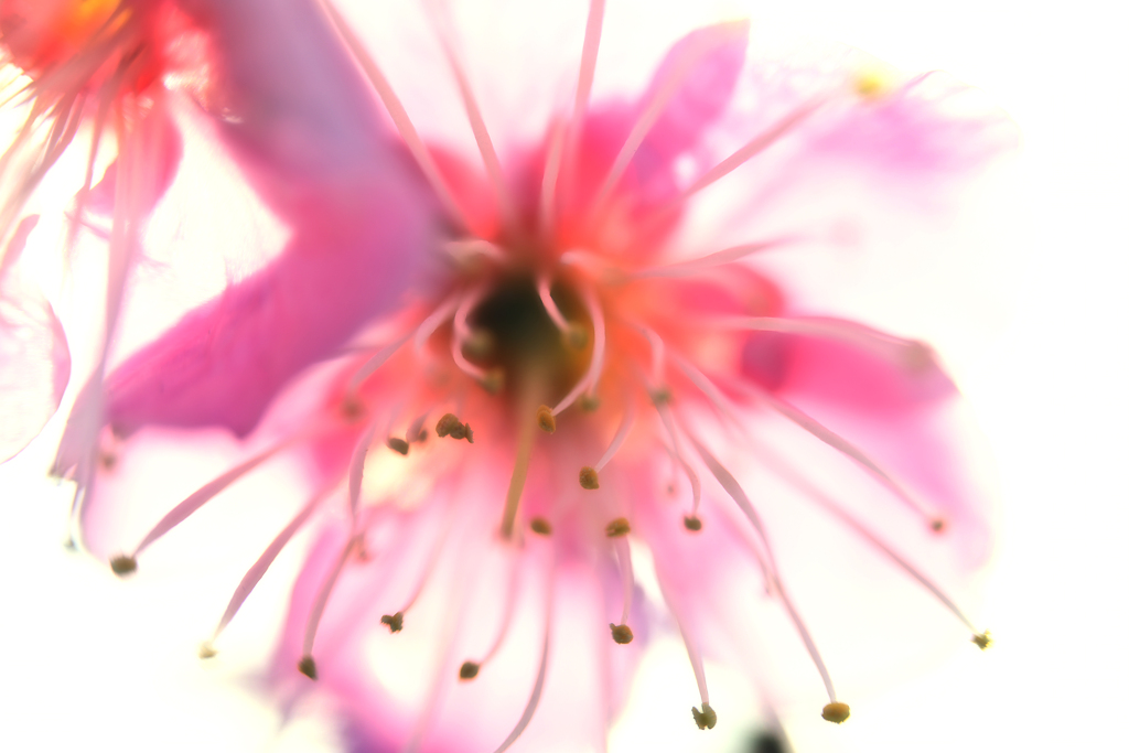 薄紅梅 