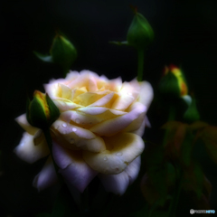 Rosa Peace