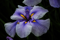 菖蒲園ⅱ