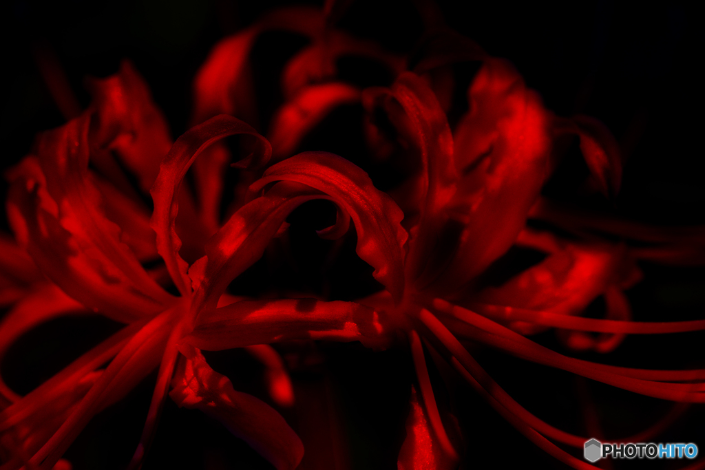 Red & Black
