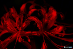 Red & Black
