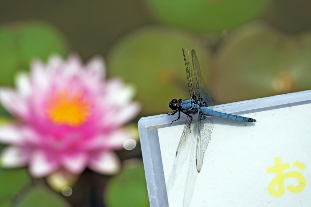 ✡トンボ