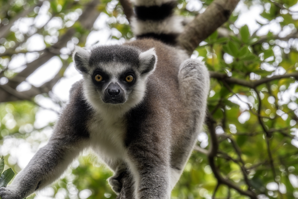 -ワオキツネザル-