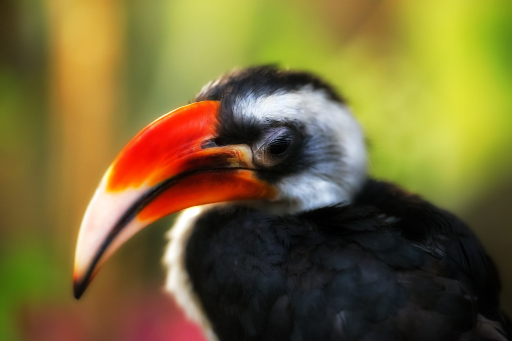 セグロコサイチョウ