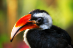 セグロコサイチョウ