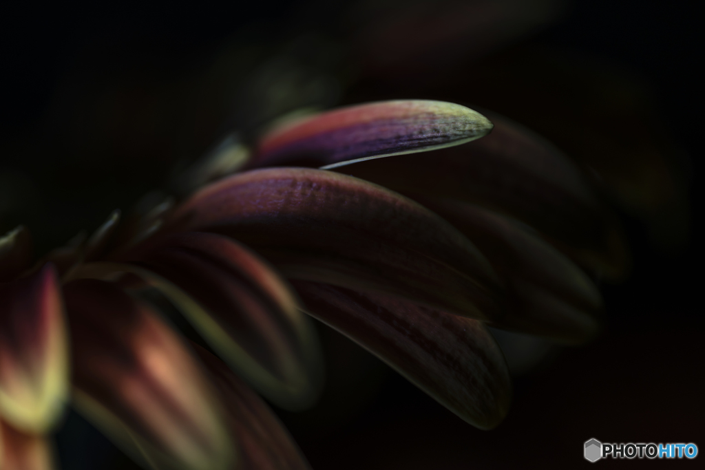 Dark colored