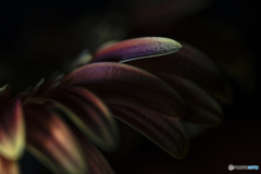 Dark colored