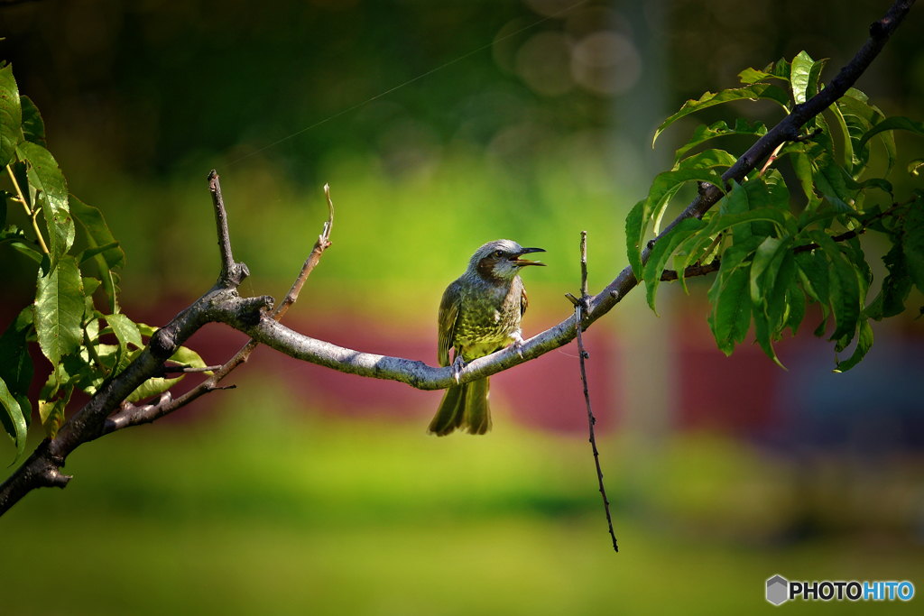 害鳥（ヒヨドリ）