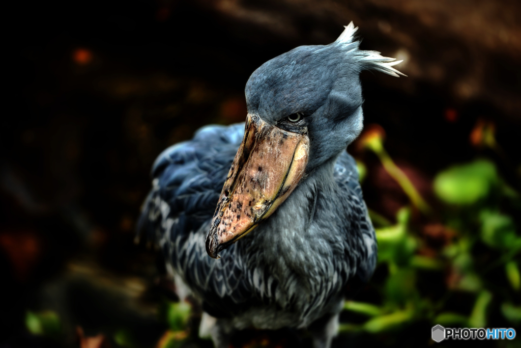 -ハシビロコウ-