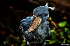 -ハシビロコウ-